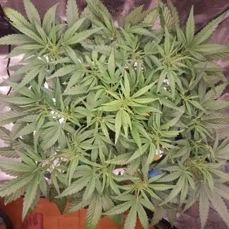 Amnesiea Haze Auto #2