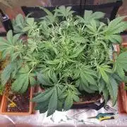 Orange Sherbet Auto #2