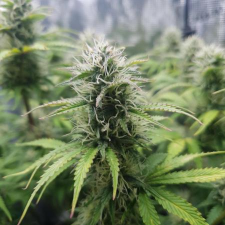 Blueberry Auto #2