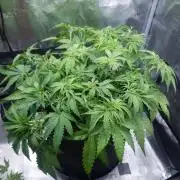 Orange Sherbet Auto #3