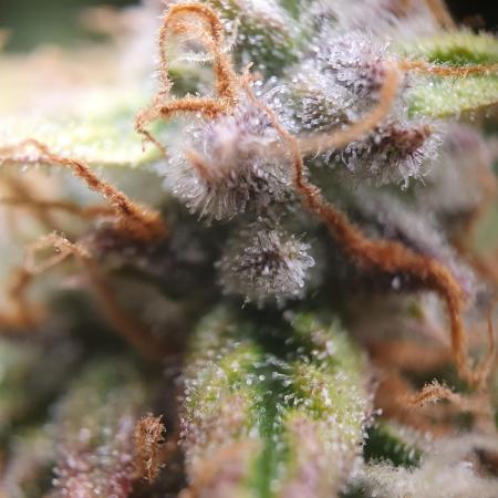 Blueberry Auto #1