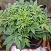 Orange Sherbet Auto #2