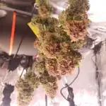 Blueberry Auto #1