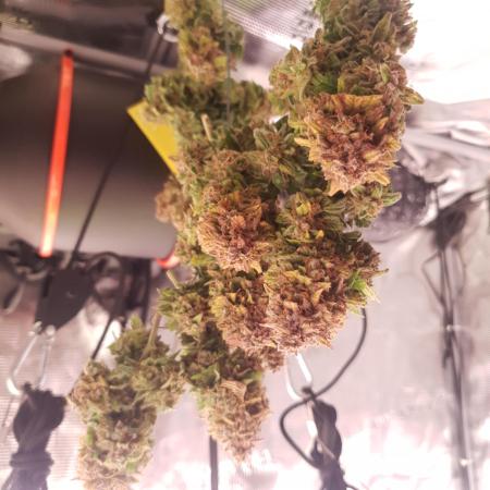 Blueberry Auto #1