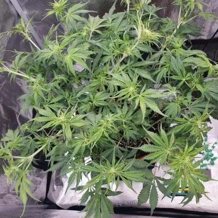 Tropicana Cookies Auto #1