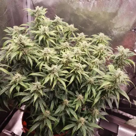 Gorilla Z Auto #1