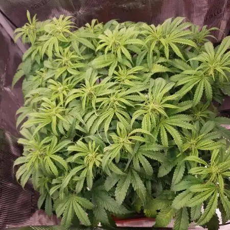 Gorilla Z Auto #1