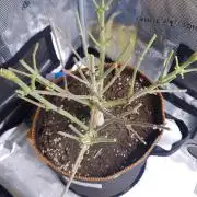 Tropicana Cookies Auto #1