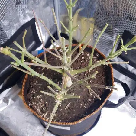 Tropicana Cookies Auto #1