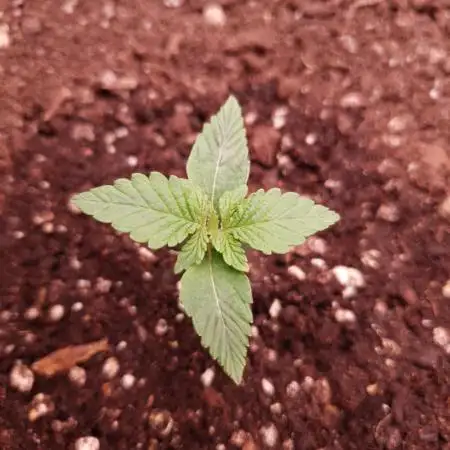 Amnesiea Haze Auto #2