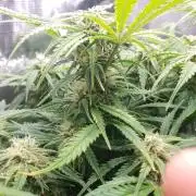 Orange Sherbet Auto #2