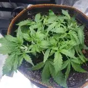 Orange Sherbet Auto #3