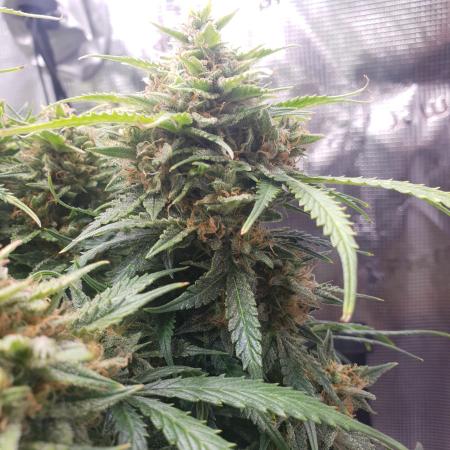 Orange Sherbet Auto #2