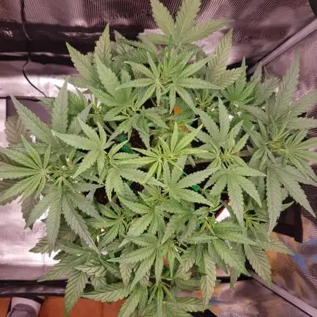 Amnesiea Haze Auto #2