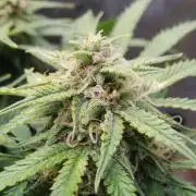 Orange Sherbet Auto #2