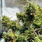 Mimosa Cake Fast buds