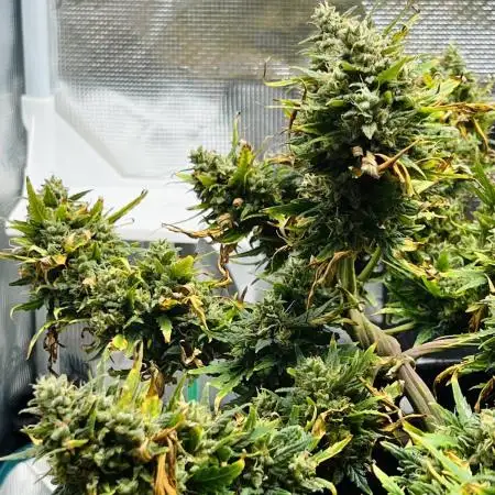 Mimosa Cake Fast buds