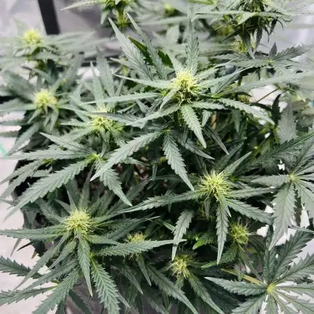 Mimosa Cake Auto