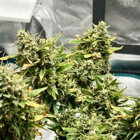Mimosa Cake Fast buds