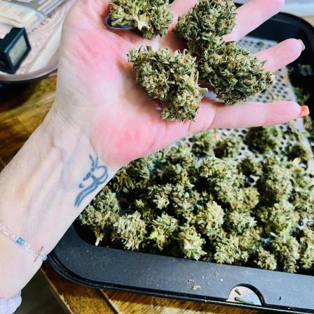 Mimosa Cake Fast buds