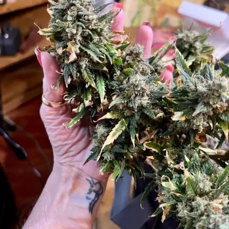 Mimosa Cake Fast buds