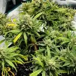 Mimosa Cake Fast buds