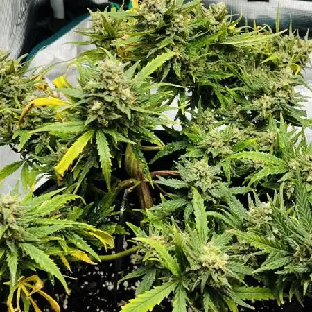Mimosa Cake Fast buds
