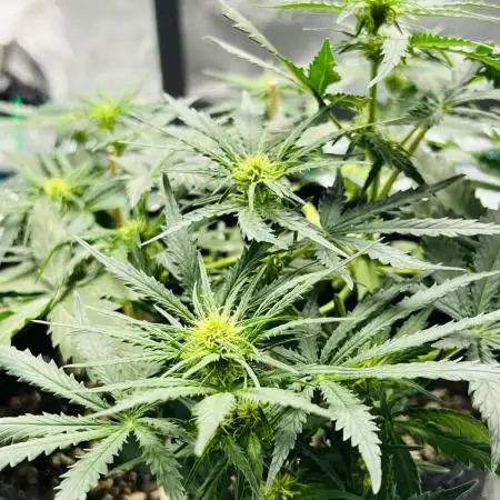 Mimosa Cake Auto