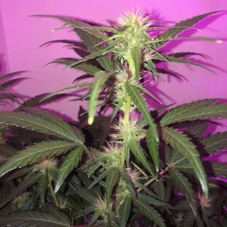 Gorilla Blue Autos