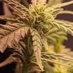 My Improvised Grow Legendary OG Punch