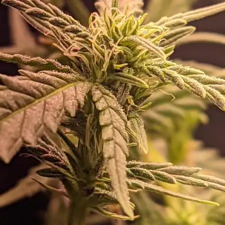 My Improvised Grow Legendary OG Punch