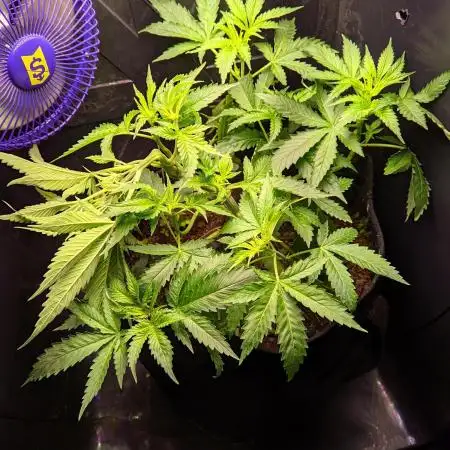 My Improvised Grow Legendary OG Punch