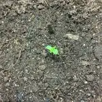 My Improvised Grow Legendary OG Punch