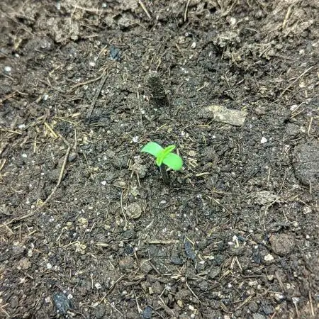 My Improvised Grow Legendary OG Punch