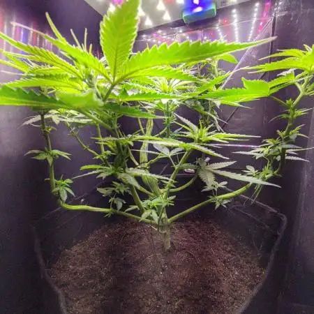 My Improvised Grow Legendary OG Punch