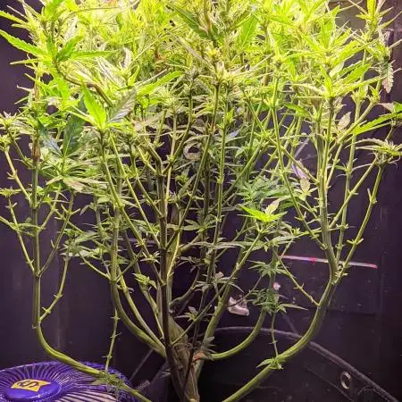 My Improvised Grow Legendary OG Punch