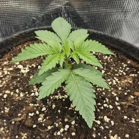 HONEY MINTS 🐝🌱🌳