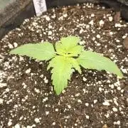 Grease Monkey 👀🤤🐒