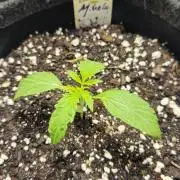 Malasana Gelato 🍨🍦