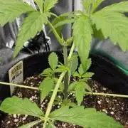 Malasana Gelato 🍨🍦