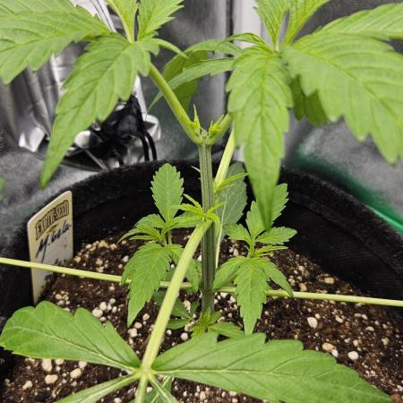 Malasana Gelato 🍨🍦