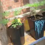 Zamnesia black runtz mini grow