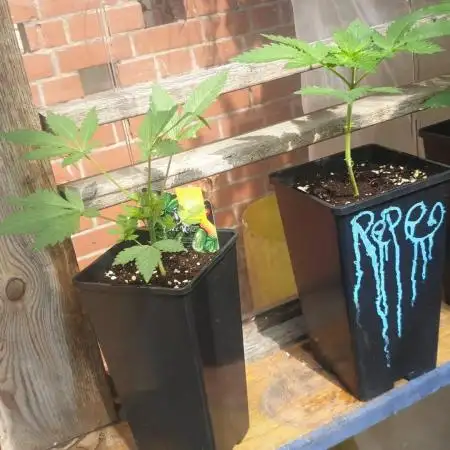 Zamnesia black runtz mini grow