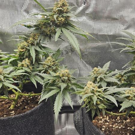 ALIEN OG 👽