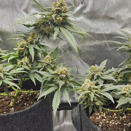 ALIEN OG 👽