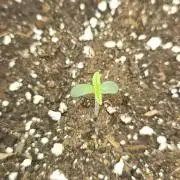 Grease Monkey 👀🤤🐒