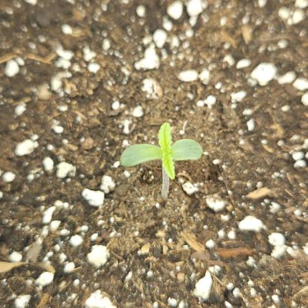 Grease Monkey 👀🤤🐒