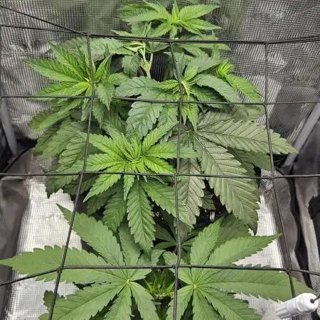 HONEY MINTS 🐝🌱🌳