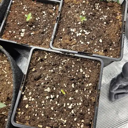 Zamnesia black runtz mini grow