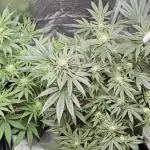 HONEY MINTS 🐝🌱🌳